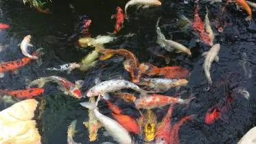 Unternehmen Mülhausen Teich- & Gartentechnik Dennis Mülhausen