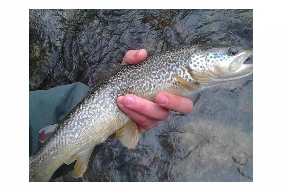 Galeriebild fischereibegleitung-passeiertal-975x754.jpg