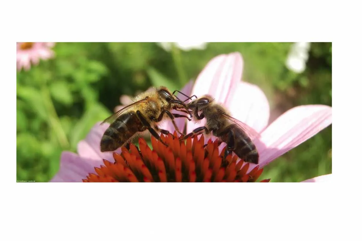 Galeriebild imkerei-pichler-walter-suedtirol_1.jpg