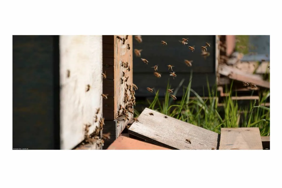 Galeriebild imkerei-pichler-walter-suedtirol_3.jpg