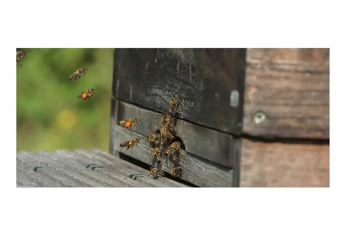 Galeriebild imkerei-pichler-walter-suedtirol_5.jpg