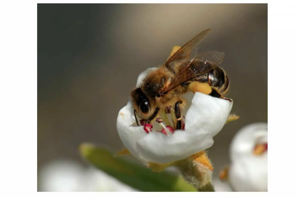 Galeriebild imkereifuehrung-suedtirol-975x797.jpg