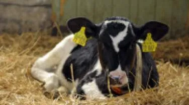 Unternehmen Ortmann und Sternberg GbR - Futtermittel und Landhandel