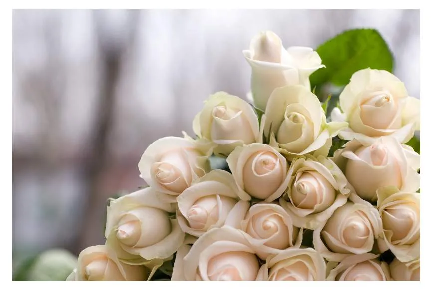 Galeriebild trotte-zum-goldenen-schuh-rosen.jpg