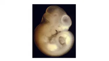 Unternehmen GREEN Tox GmbH