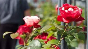 Unternehmen Hauenstein AG