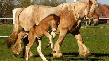 Coesfelder Kaltblutzucht