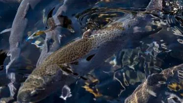 Unternehmen Fischzucht und Räucherei Christian Reichinger