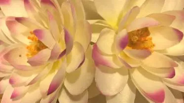 Unternehmen Restaurant Ruenthai