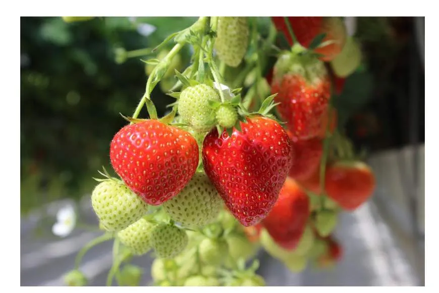 Galeriebild erdbeerschwarz-erdbeeren-2.jpg