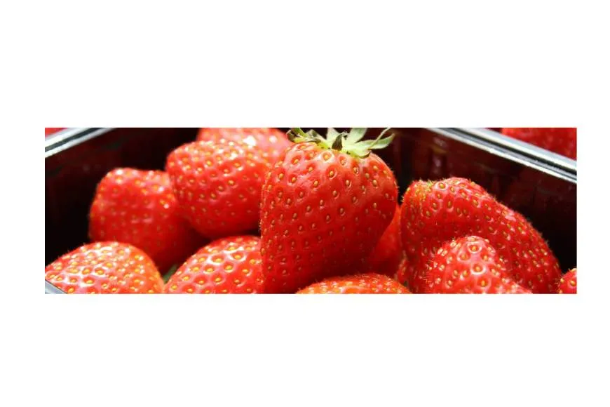 Galeriebild erdbeerschwarz-erdbeeren.jpg