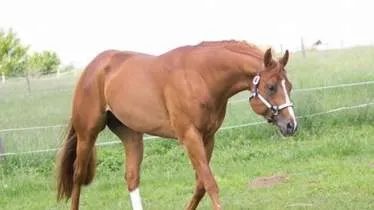 Unternehmen Jagfeld Quarter Horses