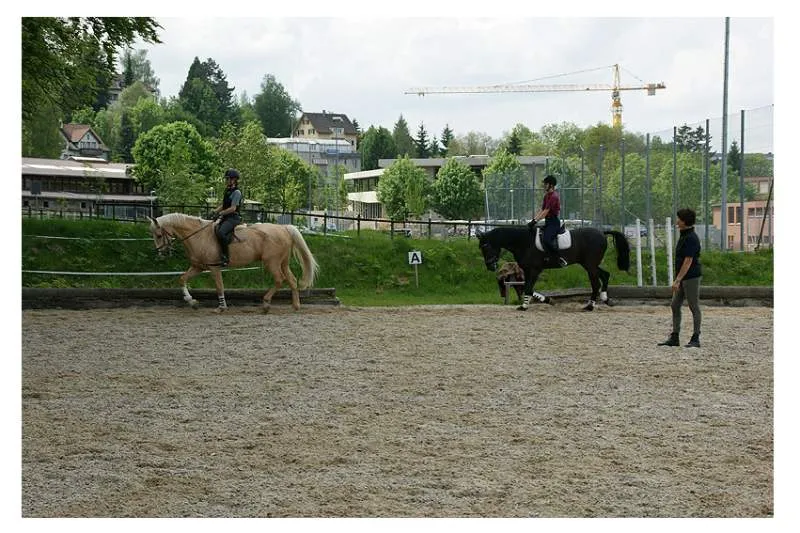 Galeriebild dressur-springen-ausbildung-lotti-kunz-eidg.-diplomierte-Reitlehrerin-4.jpg