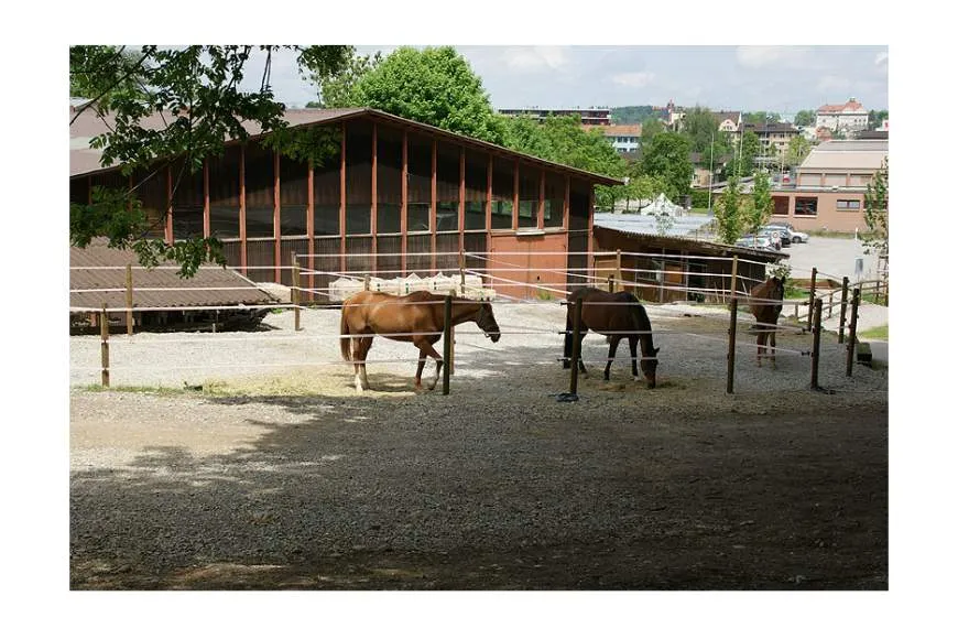 Galeriebild dressur-springen-ausbildung-lotti-kunz-eidg.-diplomierte-Reitlehrerin-5.jpg