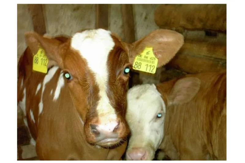 Galeriebild ferienhof-junkergrund-karin-thiel-horstmann-1.jpg