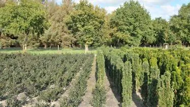 Unternehmen Baumschule Frank Radtke