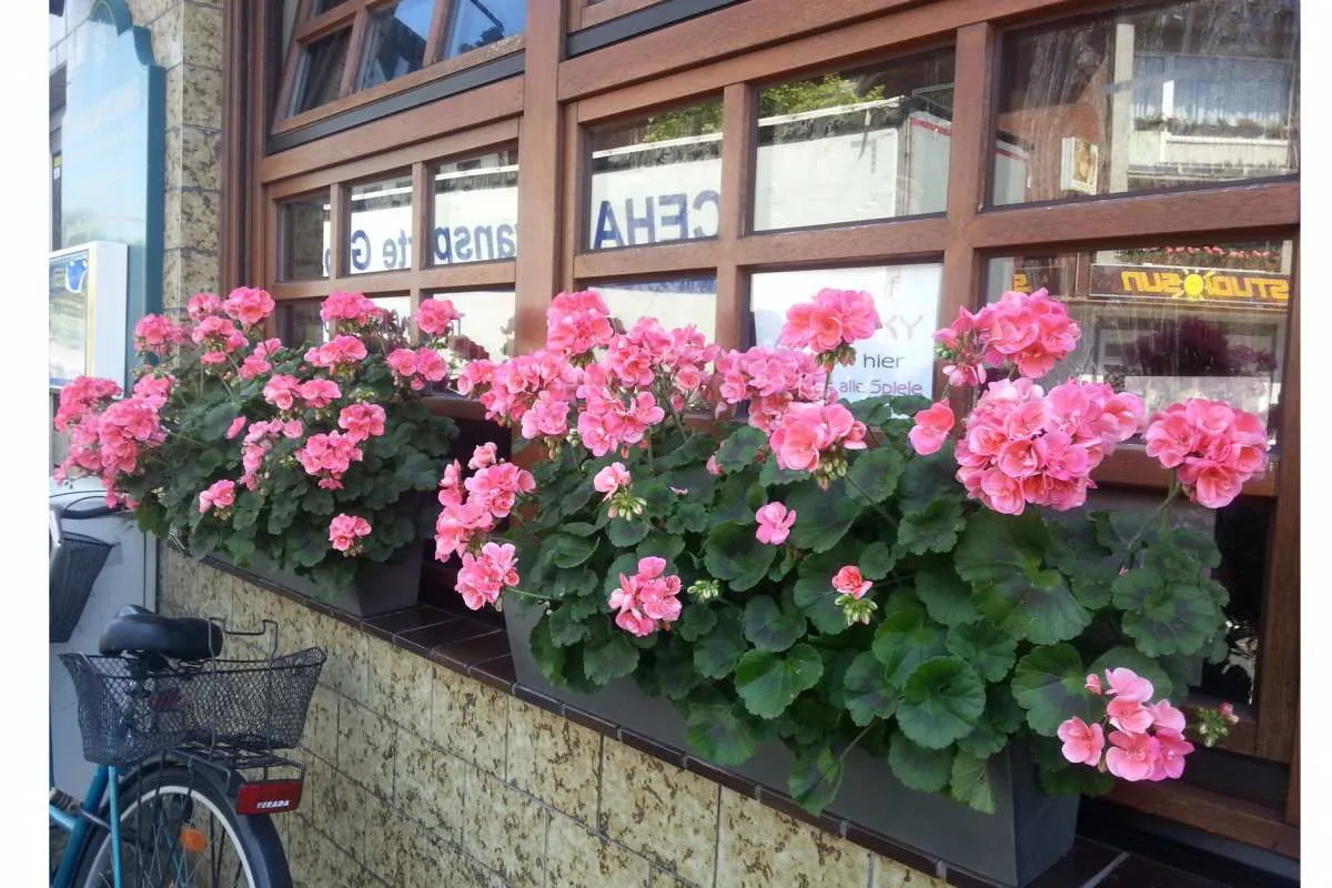 Gaststätte Vereinshaus by Elly Blumen am Fenster