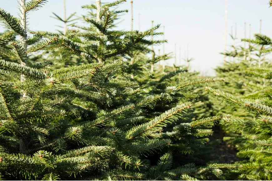 Galeriebild gaertnerei-1-1530266430.jpg