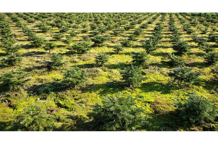 Galeriebild gaertnerei-1-1530266461.jpg