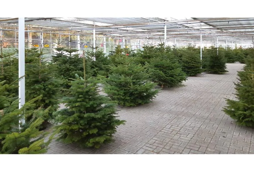 Galeriebild gaertnerei-1-1530266492.jpg