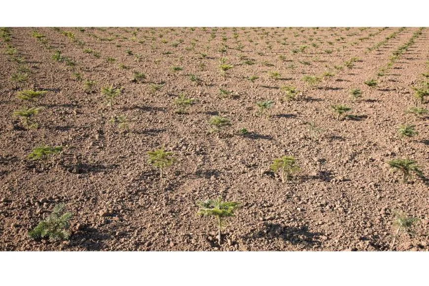 Galeriebild gaertnerei-1-1530266515.jpg