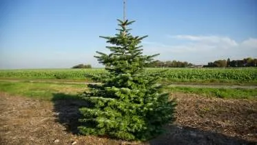 Unternehmen Gärtnerei Gerhard Wooning - Adrian Wooning