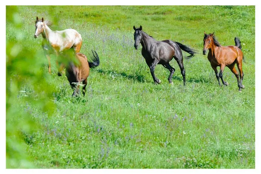 Galeriebild ladinserhof-4.jpg