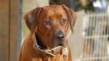 Unternehmen Rhodesian Ridgeback Kennel - Inh. Britta Barth