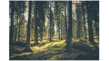 Unternehmen Der Holzbauer - S´Beste vom Holz