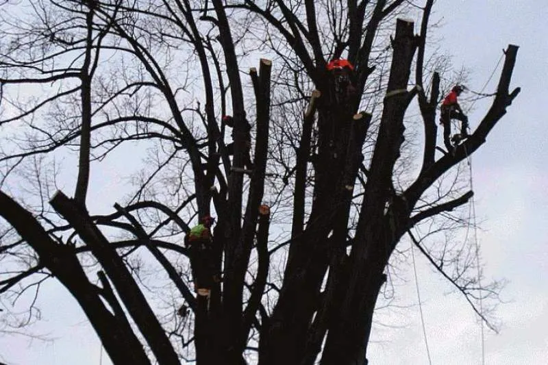 Galeriebild rauber-landschaftspflege-baumpflege.jpg