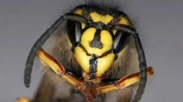 Unternehmen ADL HomeGuard GmbH