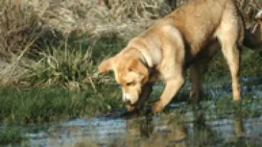 Unternehmen 4-Beinerphysio - Physiotherapie - Osteopathie