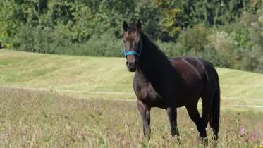 Unternehmen Pferdeosteopathie Yvonne Eberle