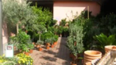 Unternehmen Mediterrane Pflanzen Schmitt