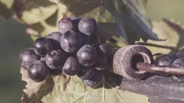 Unternehmen Weingut Wolfgang Spies