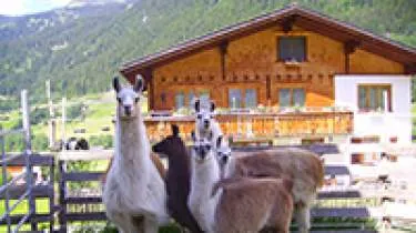 Unternehmen Arvenhof - - Familie Rico und Larissa Jegen