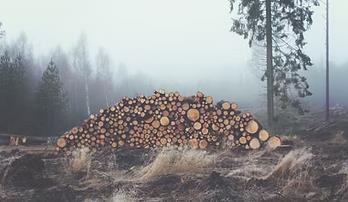 Galeriebild 0801767001742366934_789992.jpg