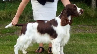 Unternehmen Bungee Jumper's English Springer Spaniels