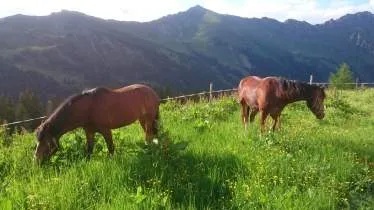 Unternehmen Reitstall Hauswirth