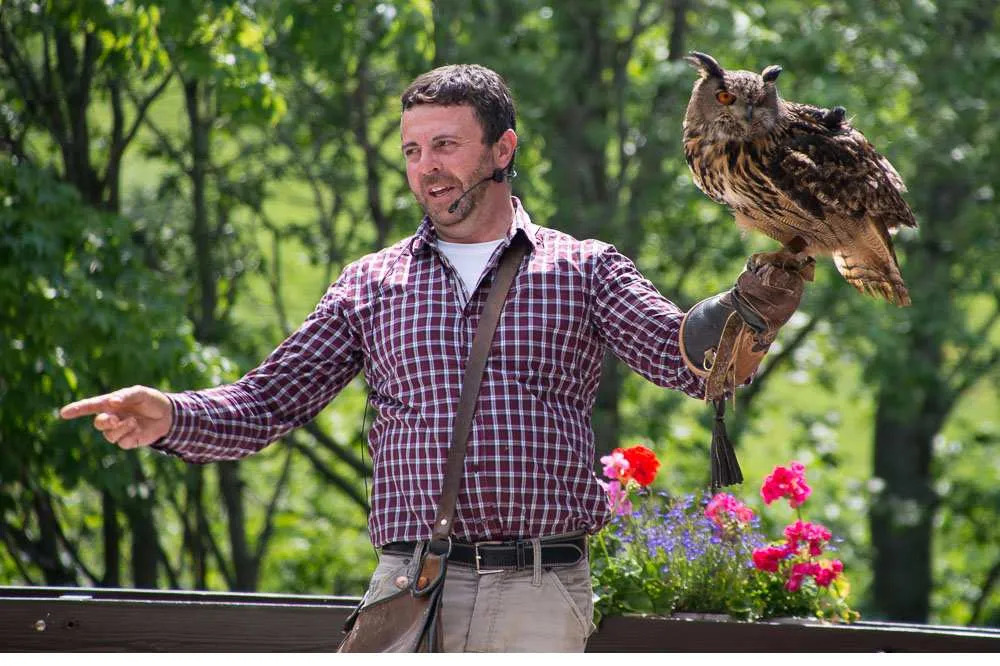 Falknerei Galina Eulenvorführung