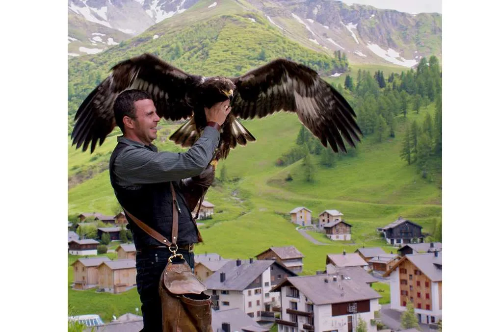 Falknerei Galina Falke