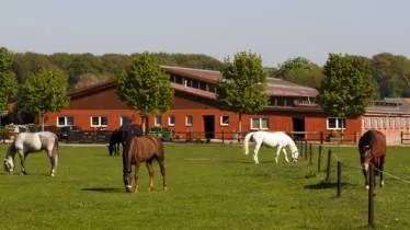 Unternehmen Veltenhof - Reiterhof und Pensionsstall - Stadtlander-Borchers