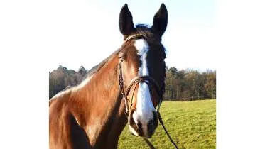 Unternehmen Pferdezucht Rolf Stumpf