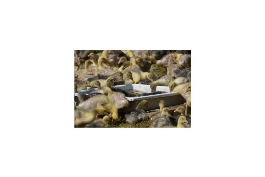 Galeriebild gefluegelhof-hinkelmann-kueken.jpg