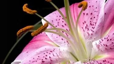 Unternehmen Pension Haus am Waldesrand