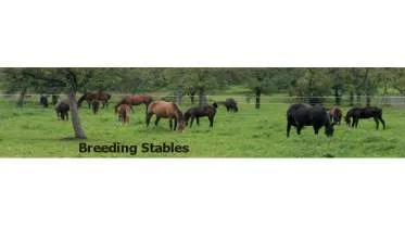 Unternehmen HQ Horses - Breeding Stables