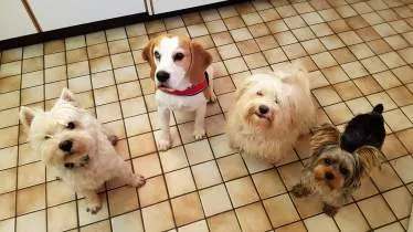 Unternehmen Hundehotel Pelzgesicht