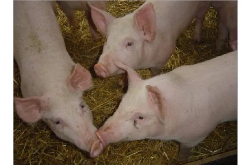 Galeriebild muotathaler-alpschweinefleisch.jpg