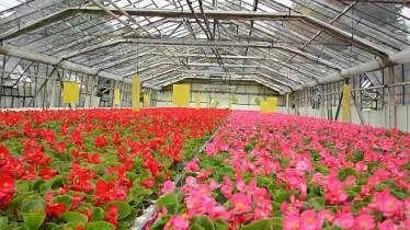 Unternehmen Friedhofsgärtnerei Paus e. K.