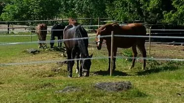 Unternehmen Reitanlage Groß